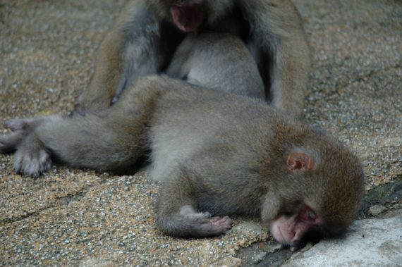 Japanese_Macaques_sleeping