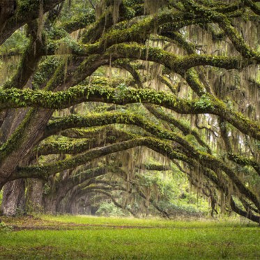 Exploring American Monsters: South Carolina