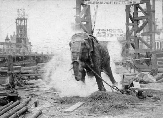 Topsy elephant death electrocution at luna park 1903 570x413