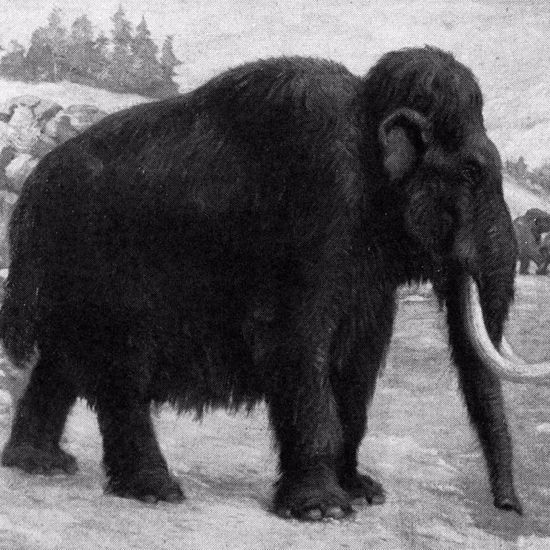 The Last, Lonely Mammoths Were Driven to Extinction by Thirst