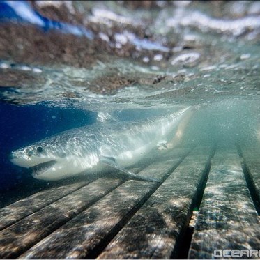 First Known Birthing Site of Great White Sharks Found