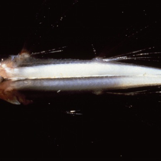 Strange New Glow-in-the-Dark Fish Identified