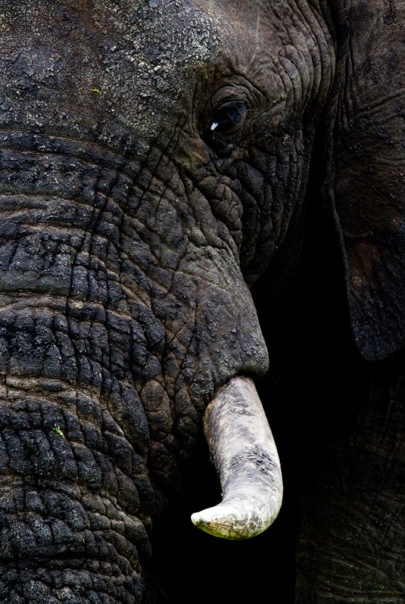 blog.elephant-face-and-tusk