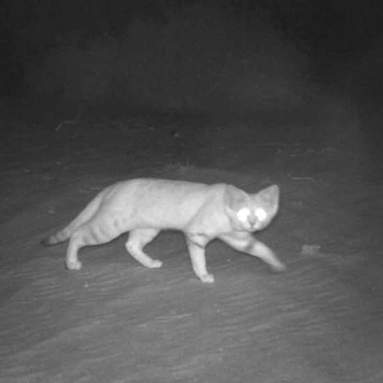 The Mystery Of The Rare Arabian Sand Cat