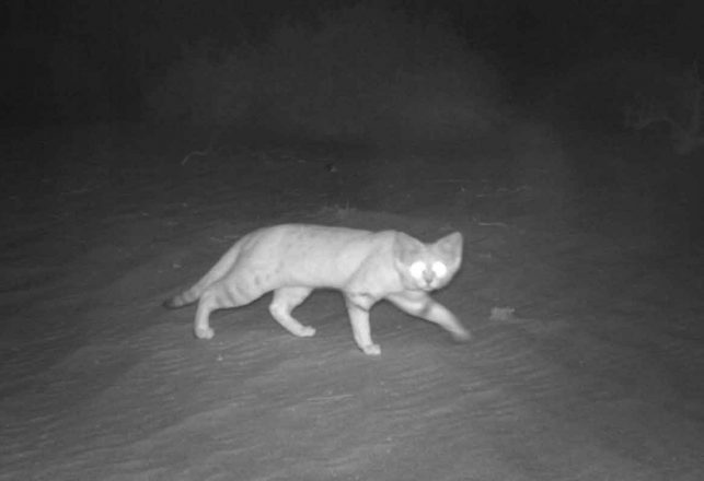 The Mystery Of The Rare Arabian Sand Cat