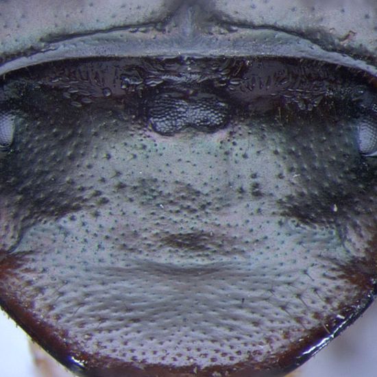 Cyclops Beetles Grow Third Eye But Get No Enlightenment