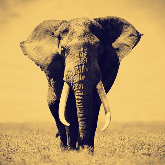 The Most Bizarre Cases of Serial Killer Elephants