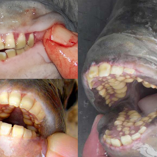 Bizarre Fish With Human-Like Teeth Found Throughout Michigan