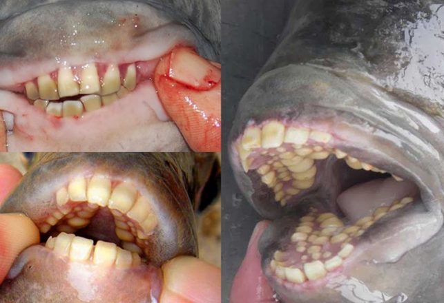 Bizarre Fish With Human-Like Teeth Found Throughout Michigan