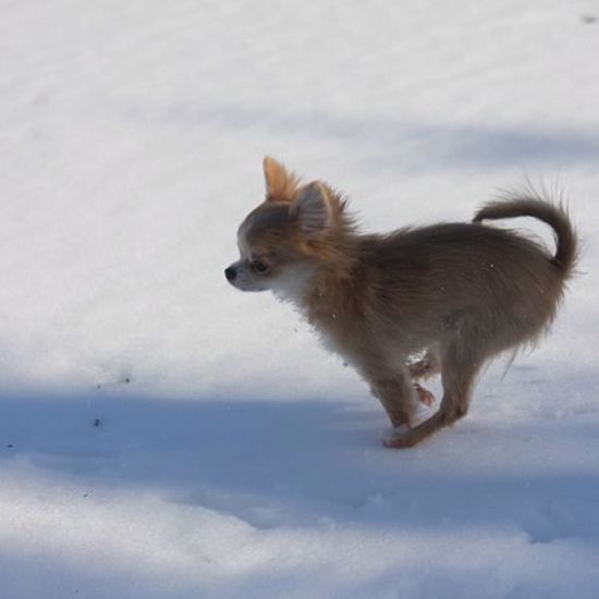 Levitating Chihuahua Reported by Cops on Scottish Ghost Call