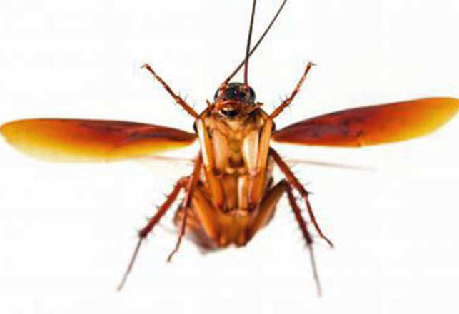 Flying Cockroaches are Invading New York City