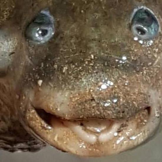 Strange Four-Eyed Fish Caught in Darwin’s Buffalo Creek