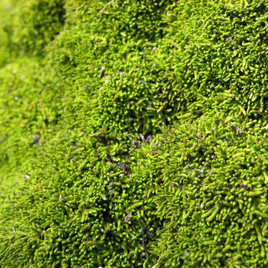 Moss Oxygenated Earth’s Atmosphere