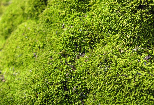 Moss Oxygenated Earth’s Atmosphere