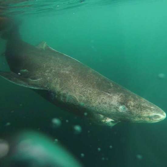This Greenland Shark Was Born Sometime Around 1620
