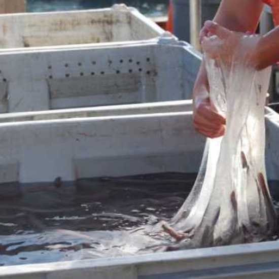 Hagfish Slime is Far Worse Than Anything in ‘Ghostbusters’
