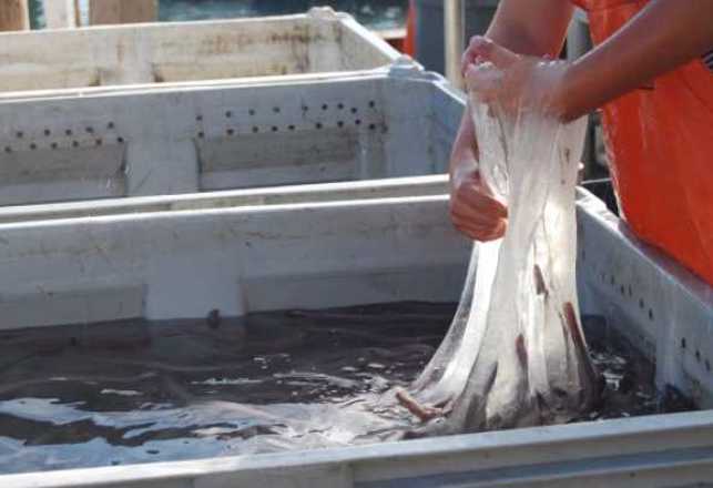 Hagfish Slime is Far Worse Than Anything in ‘Ghostbusters’