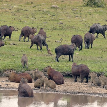 Capybaras Are Getting Ready to Take Over Florida