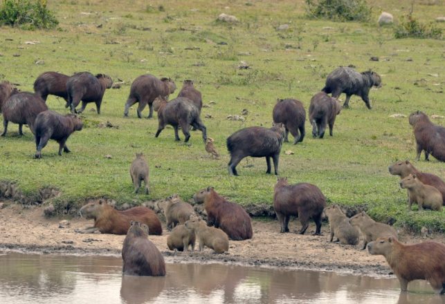 Capybaras Are Getting Ready to Take Over Florida