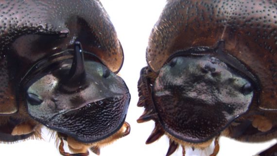 horned cyclops beetles 570x321