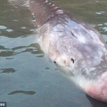 Legendary Monster ‘Pig Nose’ Fish Captured in Canada