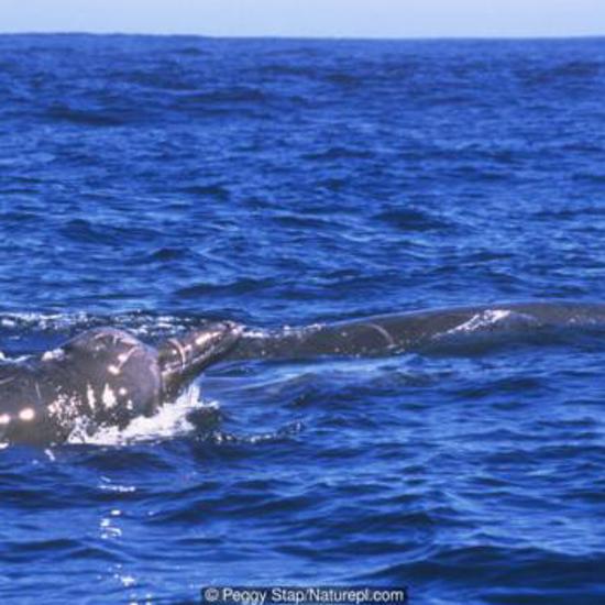 New Species of Whale Identified