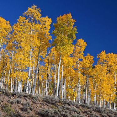 A Wall Could Save the World’s Largest Living Thing