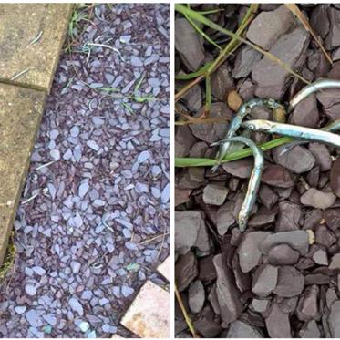 Fish Fall From the Sky in Northern Scotland