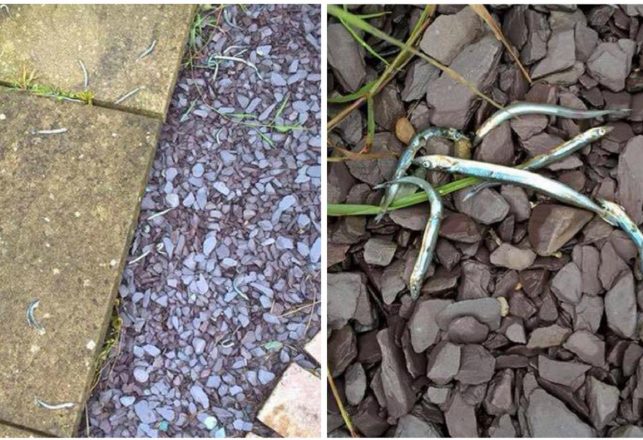 Fish Fall From the Sky in Northern Scotland