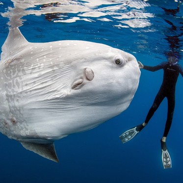 World’s Largest and Weirdest Bony Fish Invades New Jersey