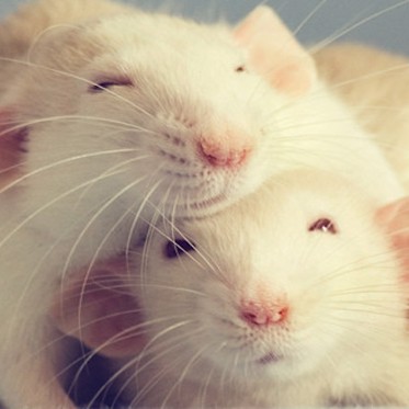 Researchers Get Rats Stoned, Find Them Lazy