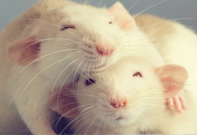 Researchers Get Rats Stoned, Find Them Lazy