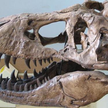 Huge Tyrannosaurus Rex Skull Found in Montana