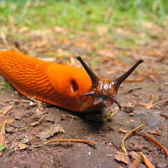 Monster Slugs Eat Baby Birds While Catfish Consume Live Mice