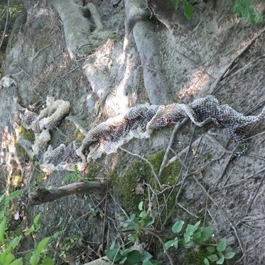 Unknown Giant Mystery Snake Roaming Maine