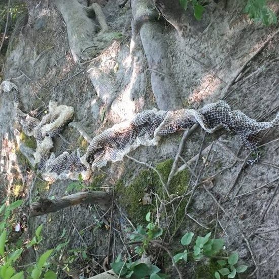 Unknown Giant Mystery Snake Roaming Maine