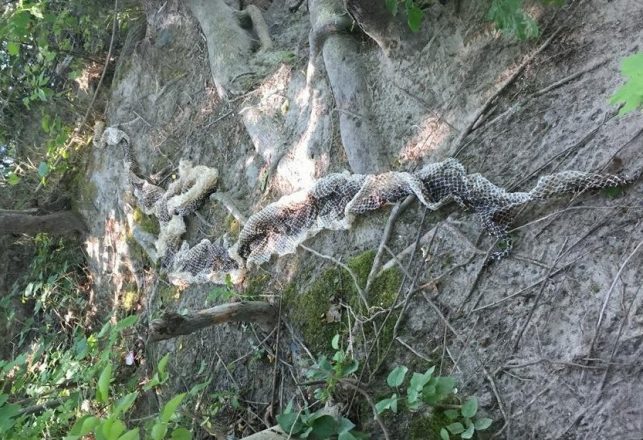 Unknown Giant Mystery Snake Roaming Maine