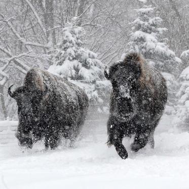 Bison DNA Shows Different Path of Humans to North America