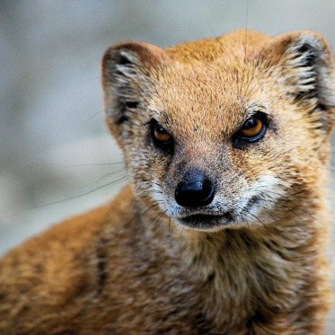 The Bizarre Saga of Gef, the Talking Mongoose