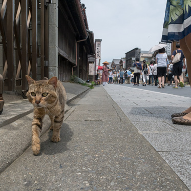 Study of Ancient DNA Shows How Cats Spread Across the Globe