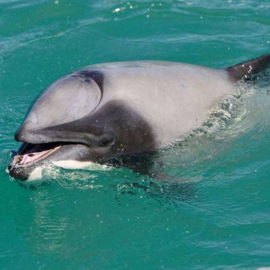 Strange Mouth-Breathing Dolphin Found in New Zealand