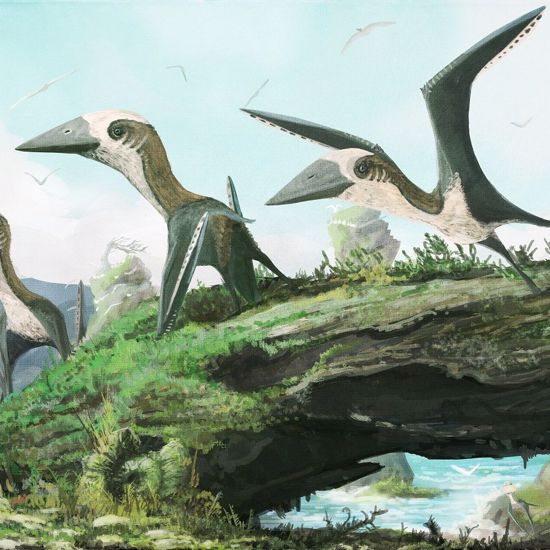 Newly Discovered Tiny Pterosaur Flew With Early Birds