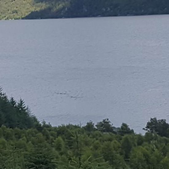 Photo Surfaces of TWO Loch Ness Monsters Surfacing