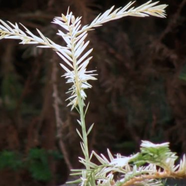 Mysterious Ghost Redwoods May Be Saving the Giants