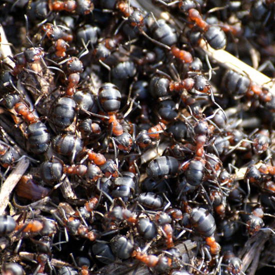 Millions of Ants Mysteriously Thrive Under Old Nuclear Base