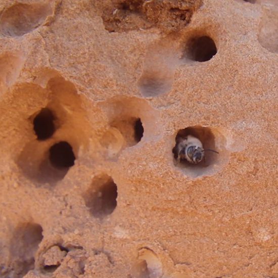 Terrifying Rock-Eating Bees Found In New Mexico