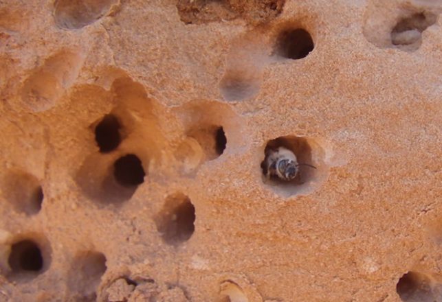 Terrifying Rock-Eating Bees Found In New Mexico