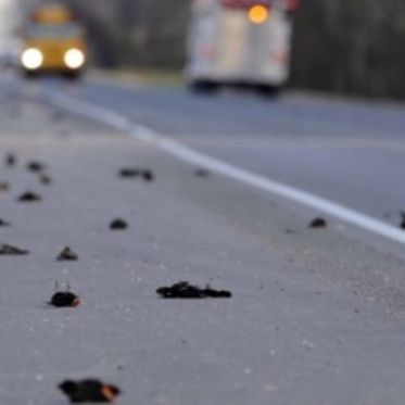 Mysterious Flock Of Dead Birds Falls From The Sky In Boston