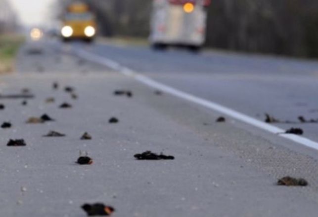 Mysterious Flock Of Dead Birds Falls From The Sky In Boston