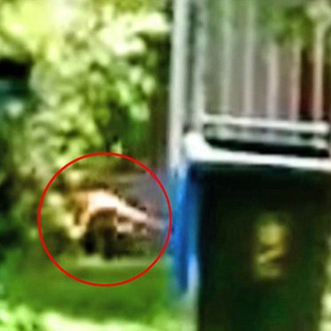 Video Shows Tasmanian Tiger May Be Alive in Adelaide